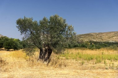 Çayırda zeytin ağacı.