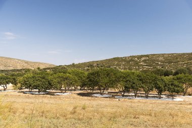 Yunanistan 'ın Chios Adası' ndaki Mastic tarlasında büyük ağaçlar.