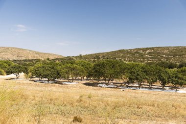 Yunanistan 'ın Chios Adası' ndaki Mastic tarlasında büyük ağaçlar.