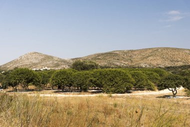 Yunanistan 'ın Chios Adası' ndaki Mastic tarlasında büyük ağaçlar.