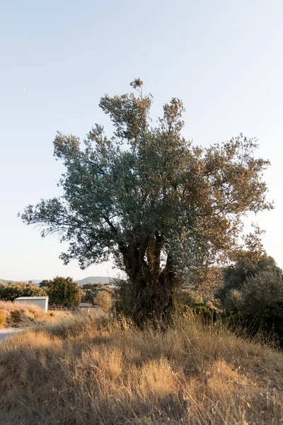 Drzewo oliwne wieczorem. — Zdjęcie stockowe