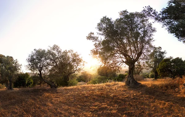 Drzewa oliwne na zachód słońca. — Zdjęcie stockowe