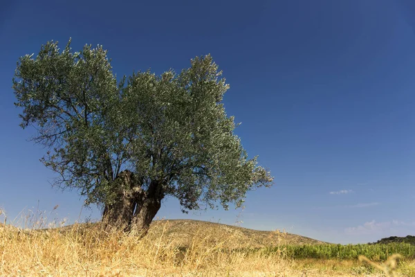 Olivový strom na louce. — Stock fotografie