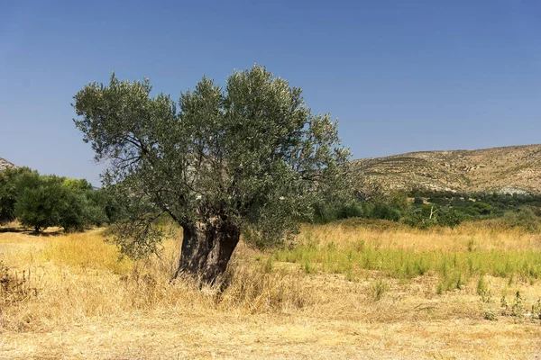 Drzewo oliwne na łące. — Zdjęcie stockowe