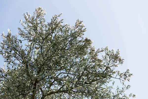 올리브 나무 잎. — 스톡 사진