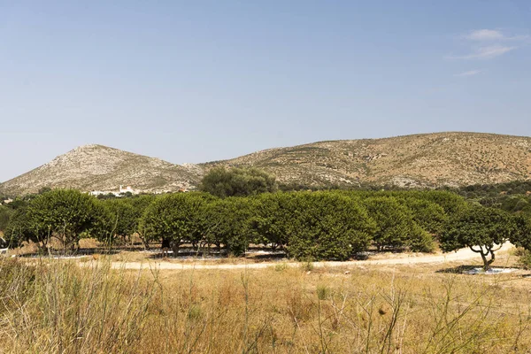 Mastické stromy na Mastickém poli na ostrově Chios Řecko. — Stock fotografie