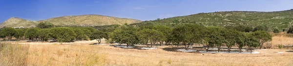 Prise de vue panoramique d'arbres mastiques dans le champ de mastic de l'île de Chios — Photo