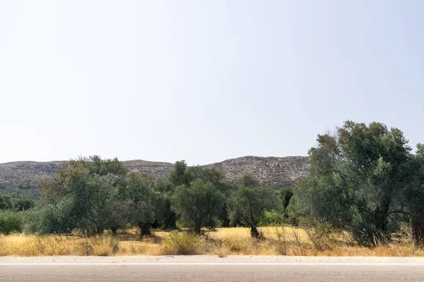 Olive field and natural hills.