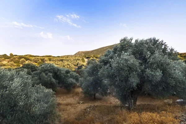Olive field and natural hills.