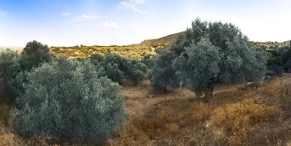Olivenfeld und natürliche Hügel. — Stockfoto