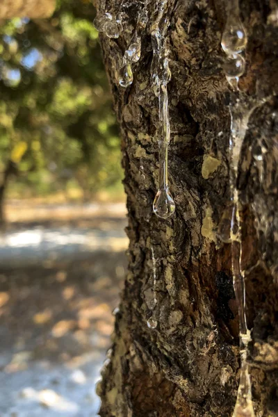 Gouttes de mastic sur un arbre mastique à Chios île Grèce . — Photo