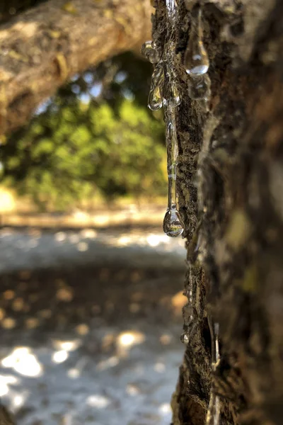 Mastické kapky na Mastic tree na ostrově Chios Řecko. — Stock fotografie