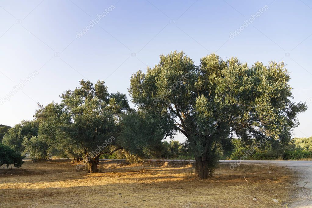 Olive field at Chios Island Greece.