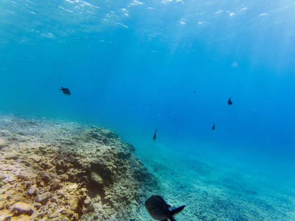 Onderwater landschap met een aantal vissen en rotsen. — Stockfoto