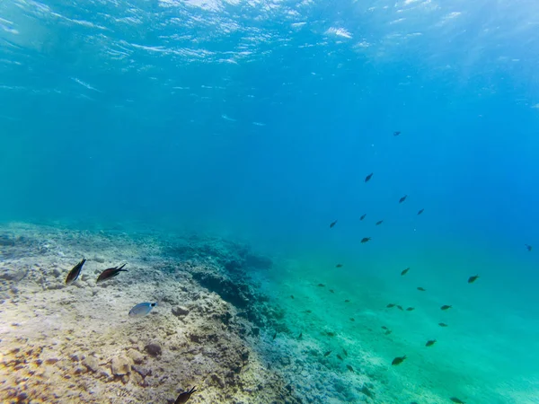 Onderwater landschap met een aantal vissen en rotsen. — Stockfoto