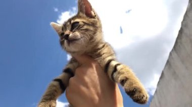 Bir gökyüzü arka plan üzerinde el ile bir tekir Kitten tutan kadın 4k görüntüleri.