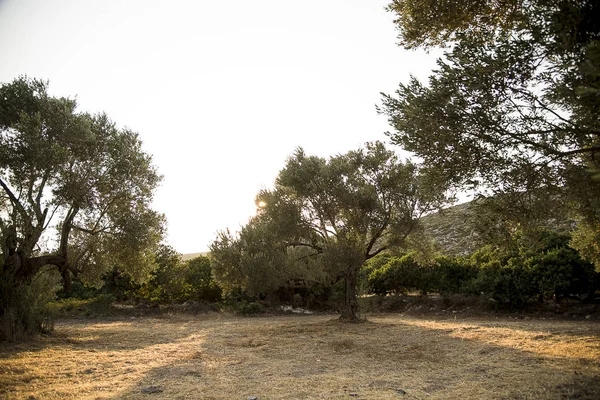 Pole drzew oliwnych o zachodzie słońca na wyspie Chios w Grecji. — Zdjęcie stockowe