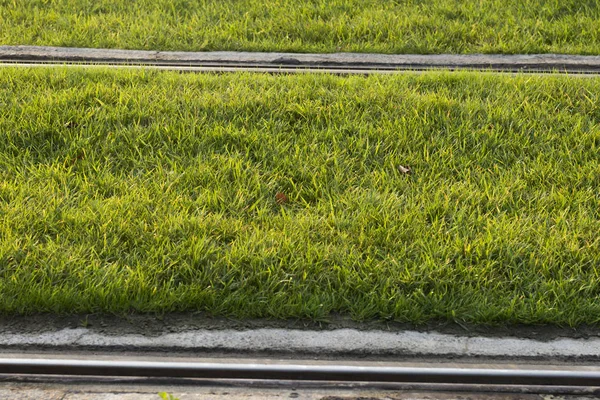 Carriles de tranvía con hierba . —  Fotos de Stock