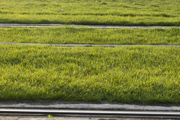 Carriles de tranvía con hierba . —  Fotos de Stock