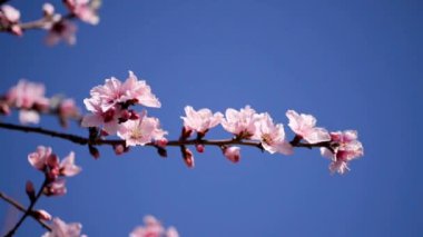 Mavi gökyüzü arka planda bahar sezonunda pembe renkli ağaç çiçekleri üzerinde arı pollinating, yavaş hareket görüntüleri.