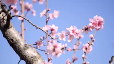 Mavi gökyüzü arka planda bahar sezonunda pembe renkli ağaç çiçekleri üzerinde arı pollinating, yavaş hareket görüntüleri.