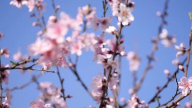 Mavi gökyüzü arka planda bahar sezonunda pembe renkli ağaç çiçekleri üzerinde arı pollinating, yavaş hareket görüntüleri.