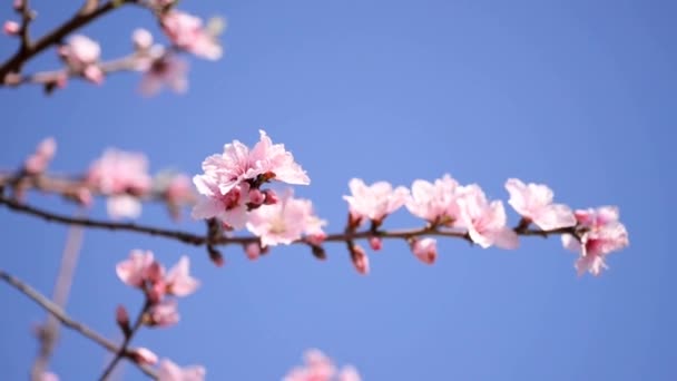 Ροζ Λουλούδια Δέντρο Στην Εποχή Της Άνοιξης Ένα Γαλάζιο Φόντο — Αρχείο Βίντεο