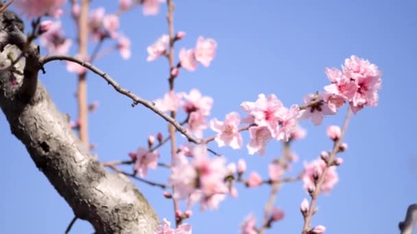 在春天的春天在蓝色天空背景的粉红色的树的花授粉蜜蜂 慢动作镜头 — 图库视频影像