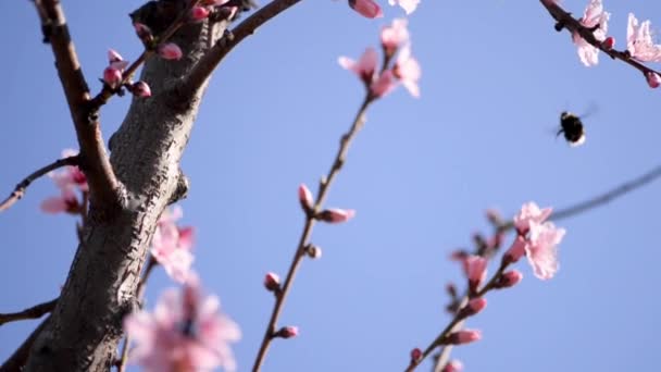 受粉は 青い空の背景に春の季節のピンクの木の花の上に蜂をスローします スローモーション — ストック動画