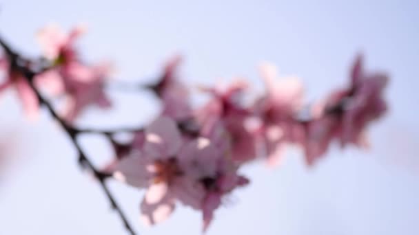 Pink Colored Tree Flowers Spring Season Blue Sky Background Slow — Stock Video