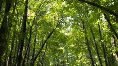 Gün ışığında Sweetgum ormanında yürümek. Fethiye Muğla Türkiye'de bulunan sweetgum ormanı.