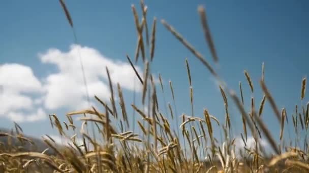 Κλείστε Πλάνα Από Καλλιέργειες Ένα Γαλάζιο Ουρανό Μερικά Σύννεφα — Αρχείο Βίντεο