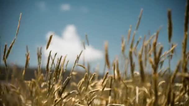 Close Filmagem Colheitas Céu Azul Com Algumas Nuvens — Vídeo de Stock