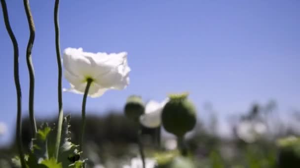 Zavřete Záběr Hašišných Květů Zasaženého Větrem Terénu — Stock video