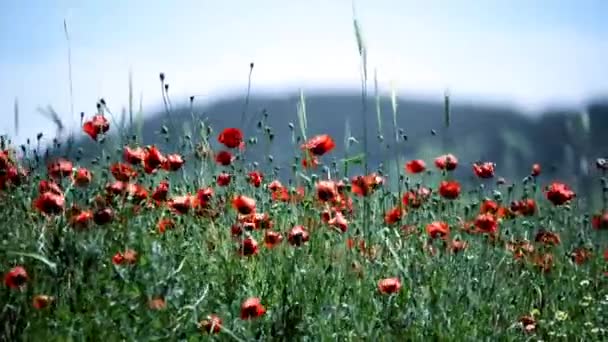 Close Footage Shot Van Poppy Veld Beïnvloed Door Enige Wind — Stockvideo