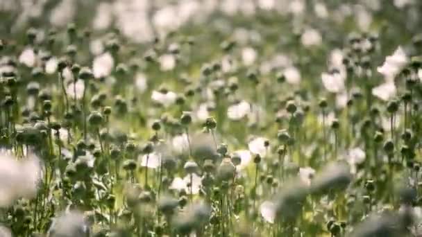 Imagens Perto Campo Haxixe Afetado Pelo Vento — Vídeo de Stock