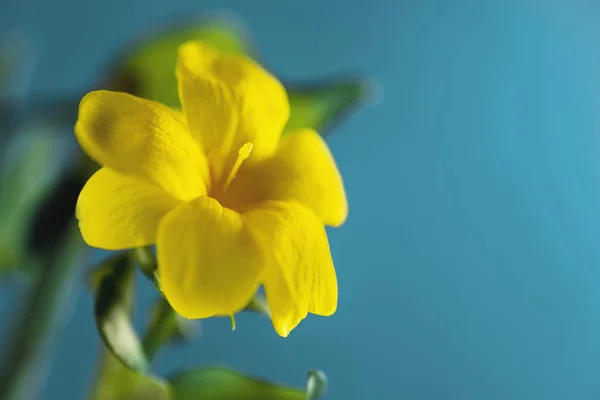Gelbe Blume auf blauem Hintergrund — Stockfoto