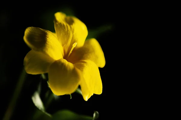 Gelbe Blume auf schwarzem Hintergrund — Stockfoto