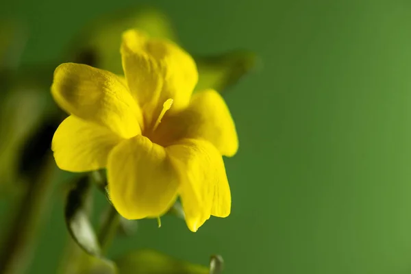 Žlutý květ na zeleném pozadí — Stock fotografie