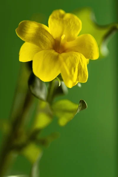 Gelbe Blume auf grünem Hintergrund — Stockfoto