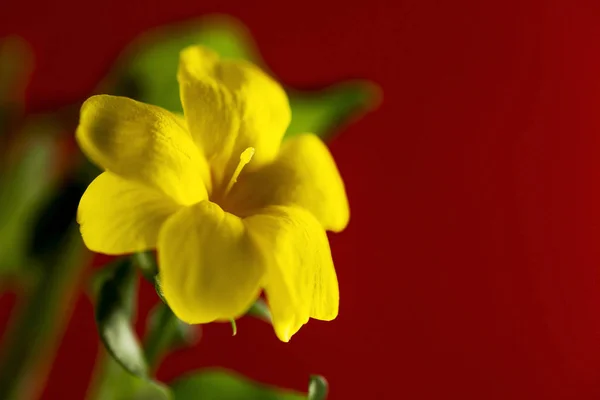 Flor amarilla sobre fondo rojo — Foto de Stock
