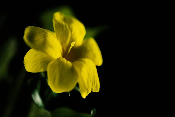 Gelbe Blume auf schwarzem Hintergrund — Stockfoto