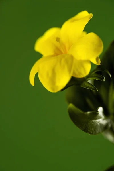 Fleur jaune sur fond vert — Photo