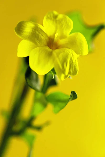 Gelbe Blume auf gelbem Hintergrund — Stockfoto