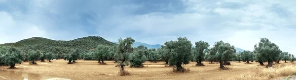 Panoramablick auf Olivenbauernhof. — Stockfoto
