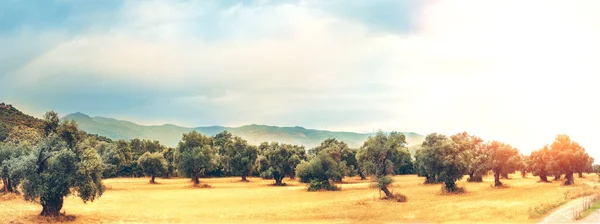 Vista panorâmica da Olive Farm . — Fotografia de Stock