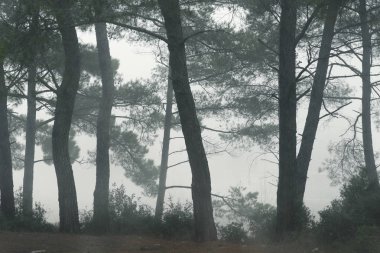 Gün ışığında çam ağaçları olan sisli bir orman..