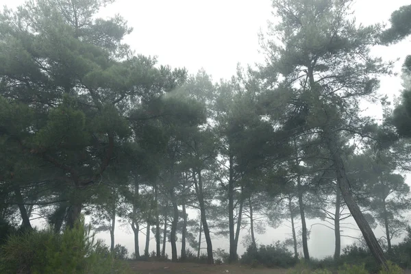 Foresta paludosa con pini alla luce del giorno . — Foto Stock