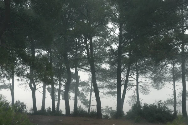 Mlhavý les s borovicemi za denního světla. — Stock fotografie