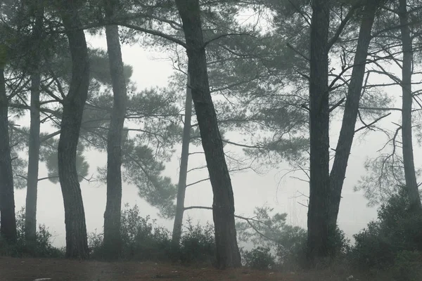 Ködös erdő fenyőfákkal nappal. — Stock Fotó
